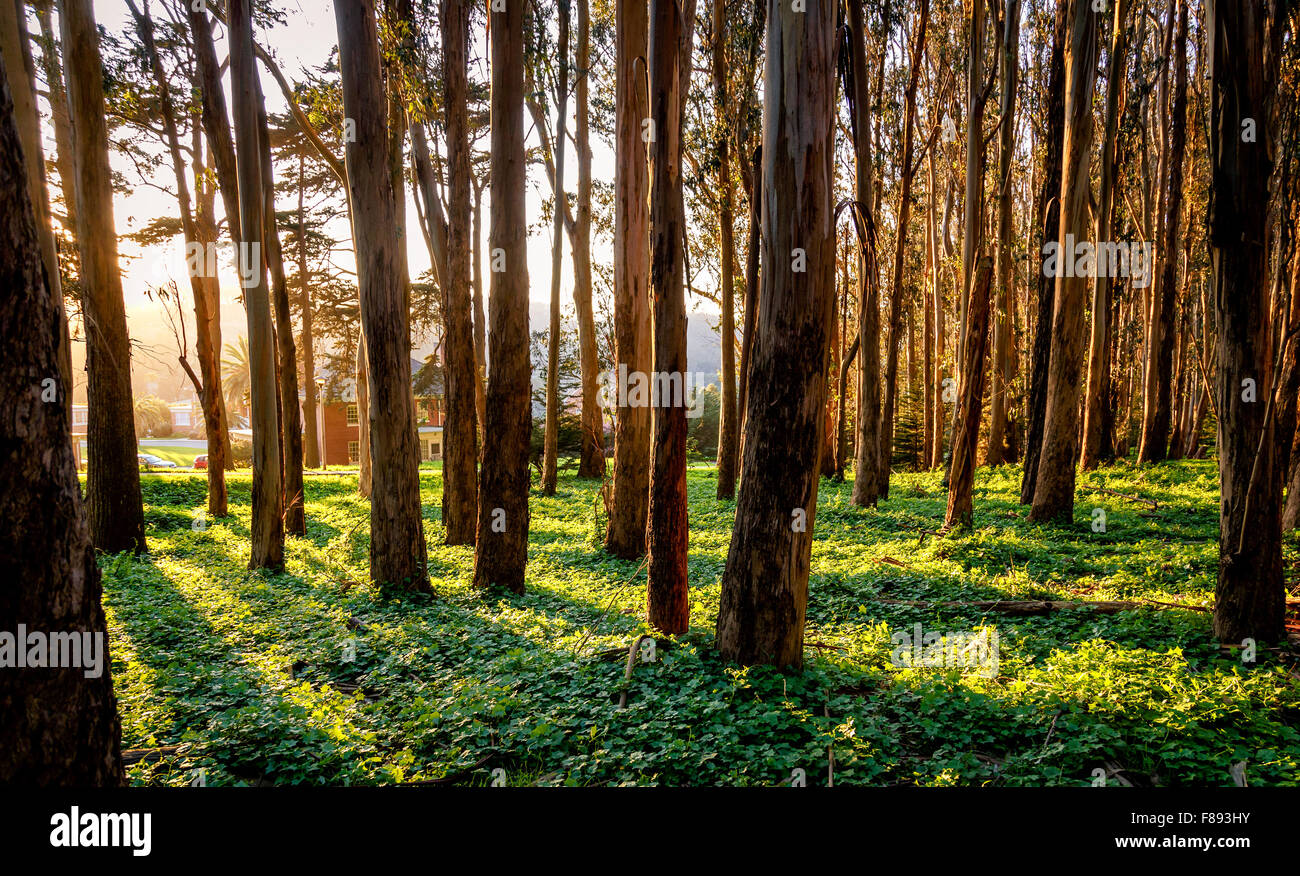 Dramatic sunlight shining through tree trunks with green groundcover Stock Photo