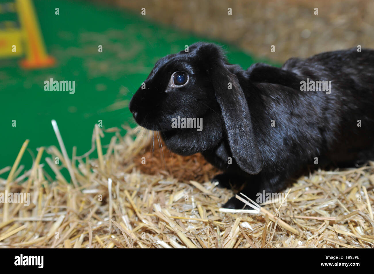 National Pet Show 2015 - Rabbit Grand National Photocall at the NEC ...