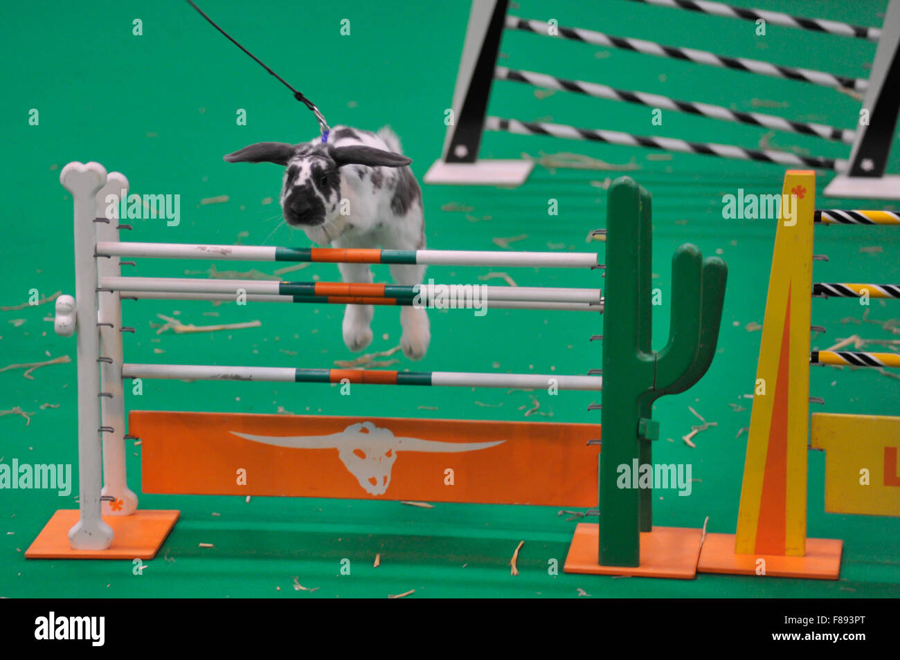 National Pet Show 2015 - Rabbit Grand National Photocall at the NEC ...