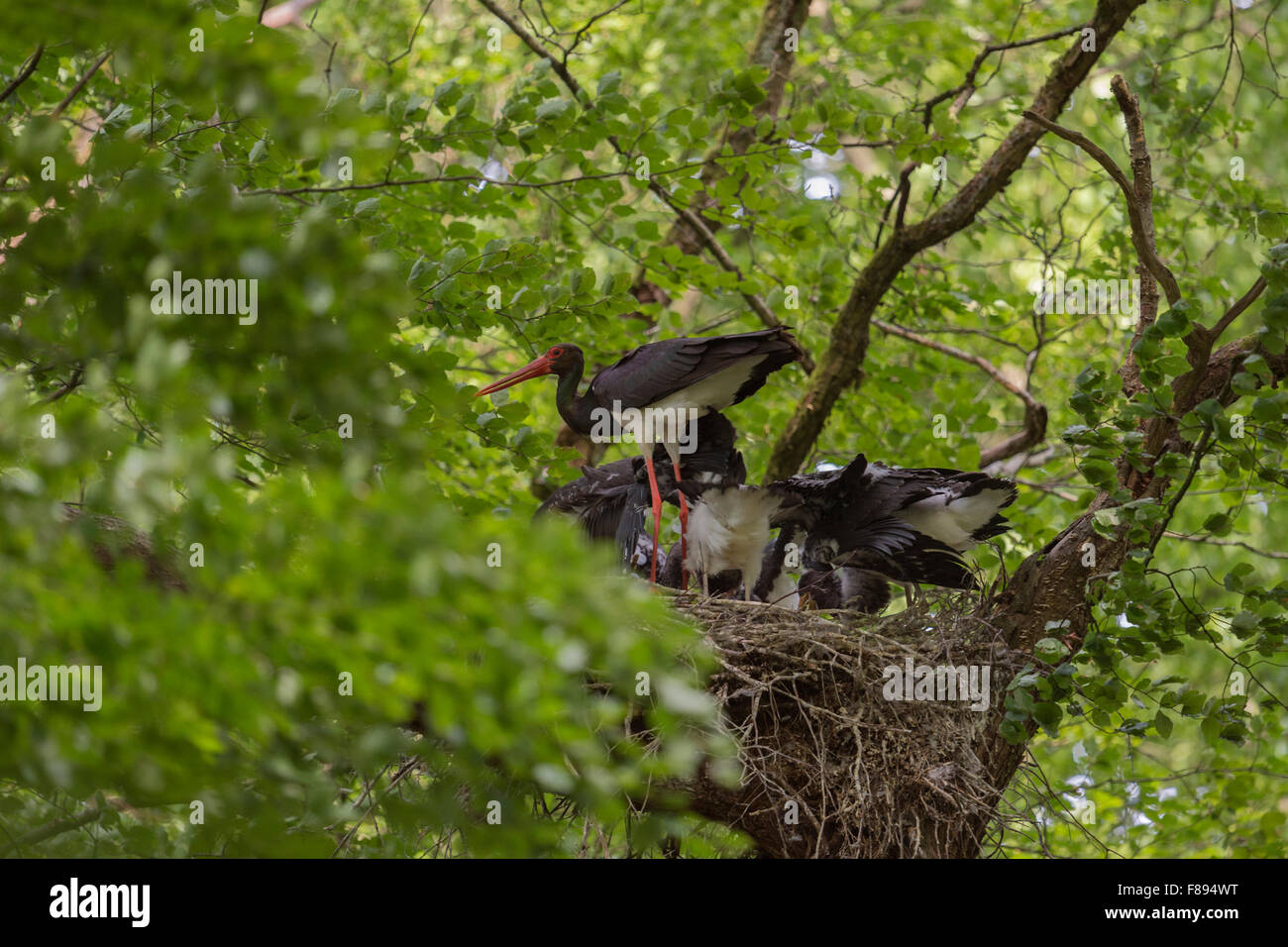 Nesting site of  Black Stork ( Ciconia nigra ), adult feeding its offspring, nesting high up in a huge beech tree. Stock Photo