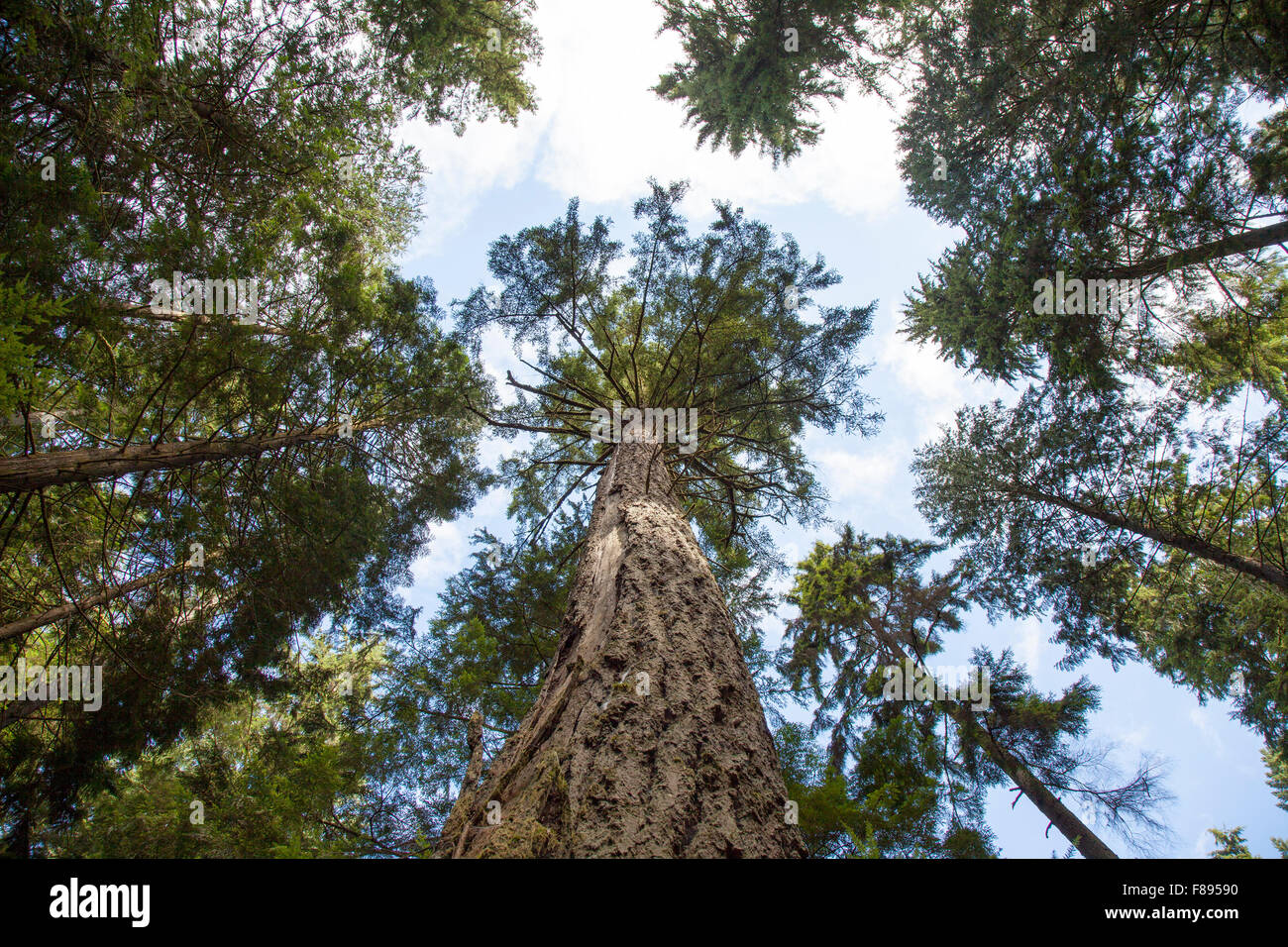looking up at pine trees in forest Stock Photo