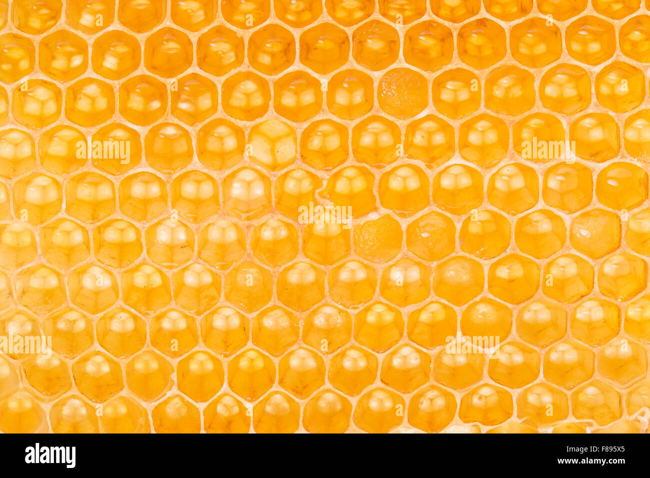 Honeycomb. High-quality picture. Macro shot. Stock Photo