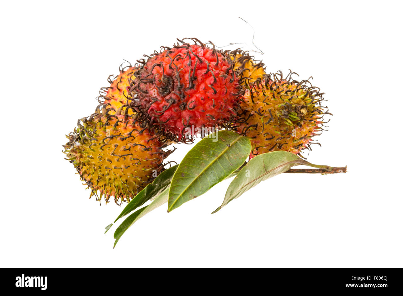 Rambutan leaves isolated on white hi-res stock photography and images ...