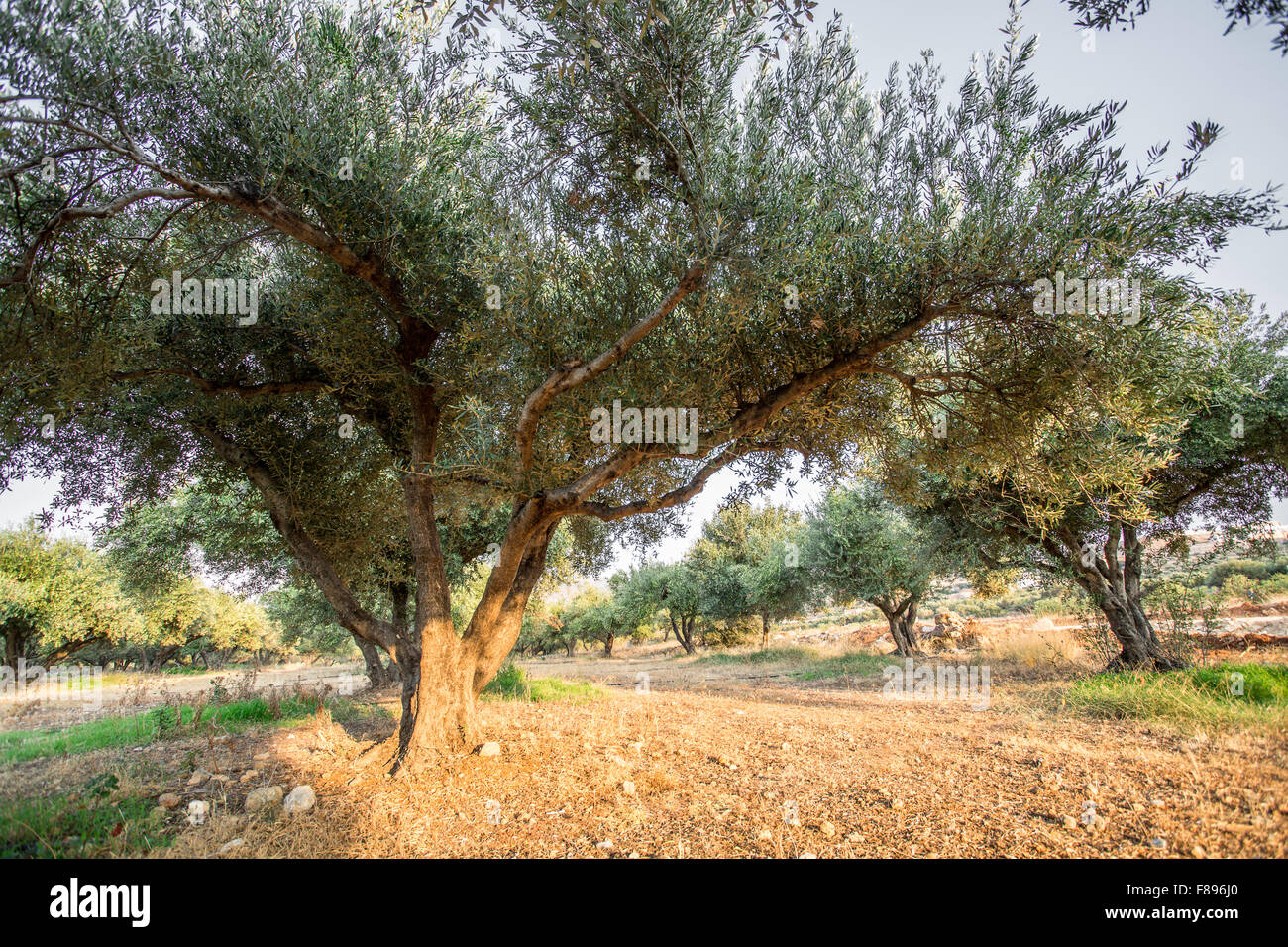 Olive trees garden. Long row of trees on the sky background. Stock Photo