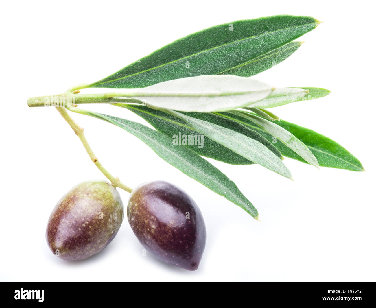 Two fresh olives with leaves on the white background. Stock Photo