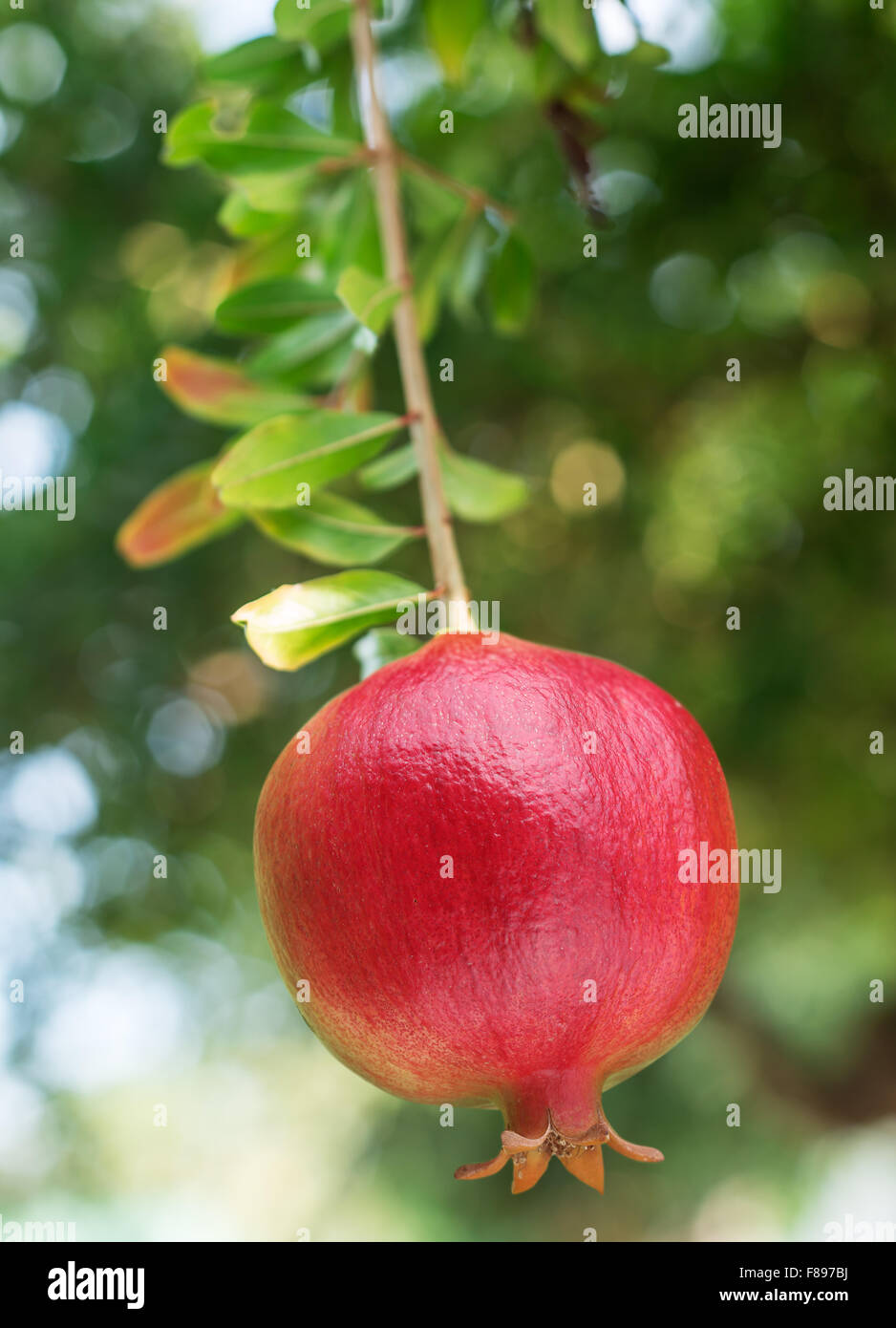 Ripe red pomegranate fruit on the tree. Stock Photo