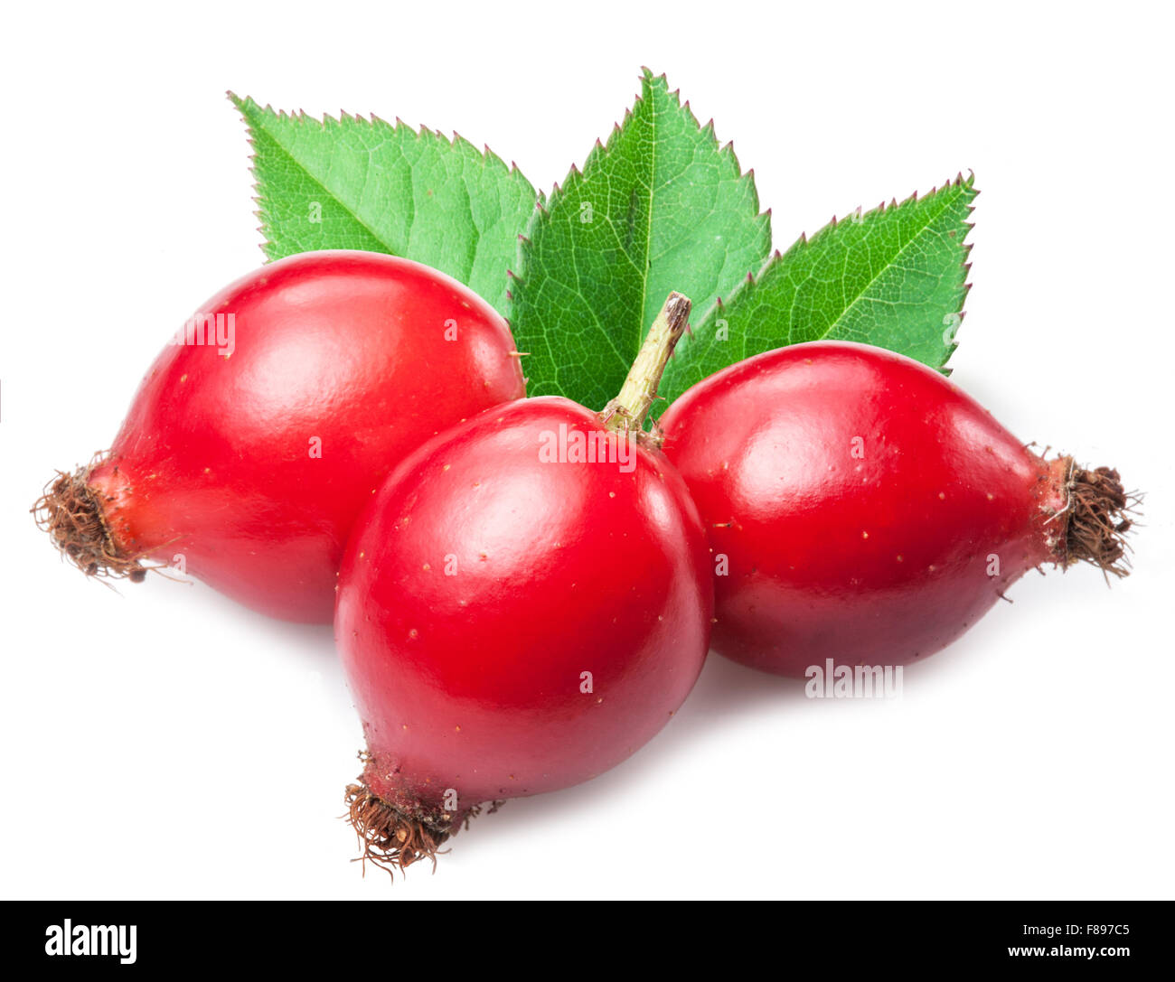 Rose-hips with leaf isolated on a white background Stock Photo - Alamy