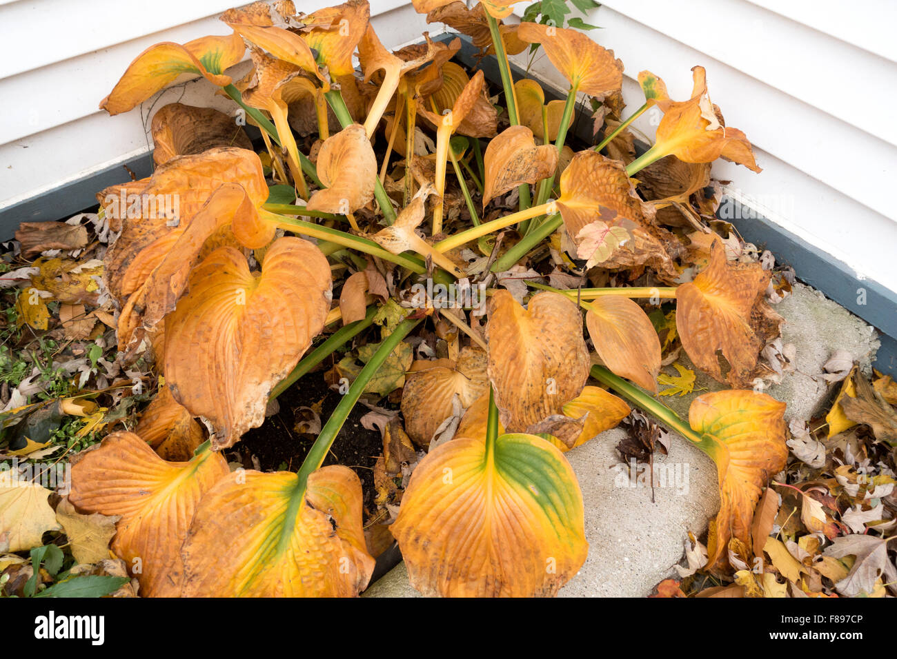 The beauty of the frost bitten hosta garden plant leaves turned yellow