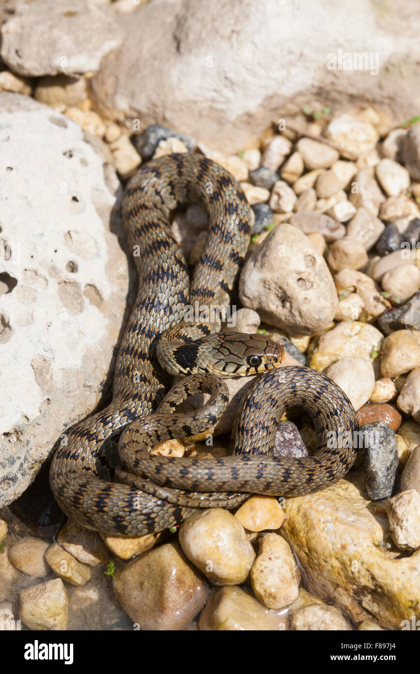Sicilian Grass Snake, Sizillianische Ringelnatter, Süditalienische Ringelnatter, Natrix natrix sicula, Natrix natrix ssp. sicula Stock Photo