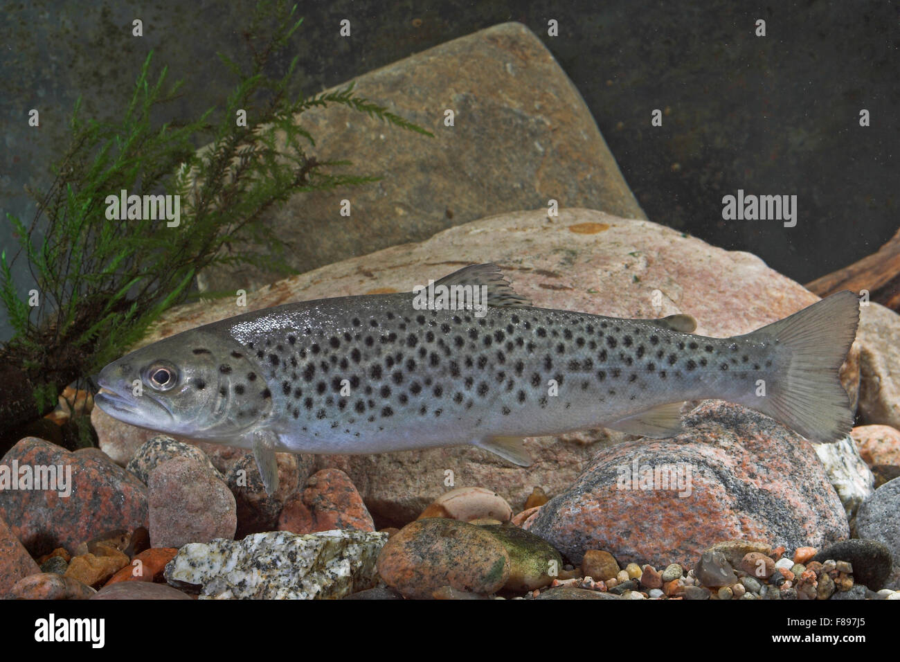 Lake trout, Seeforelle, Blauforelle, Maiforelle, See-Forelle, See - Forelle, Salmo trutta lacustris, Touladi Stock Photo