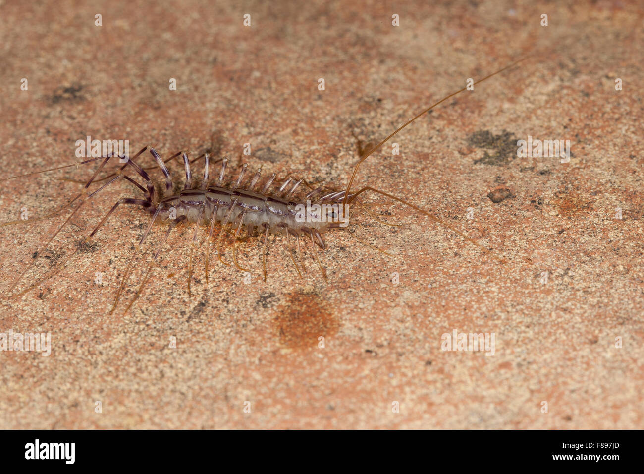House centipede, Spinnenläufer, Spinnenassel, Spinnen-Läufer, Spinnen-Assel, Scutigera coleoptrata, Chilopoda Stock Photo