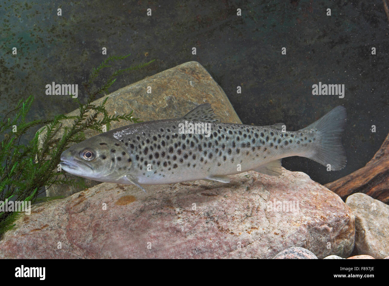 Lake trout, Seeforelle, Blauforelle, Maiforelle, See-Forelle, See - Forelle, Salmo trutta lacustris, Touladi Stock Photo