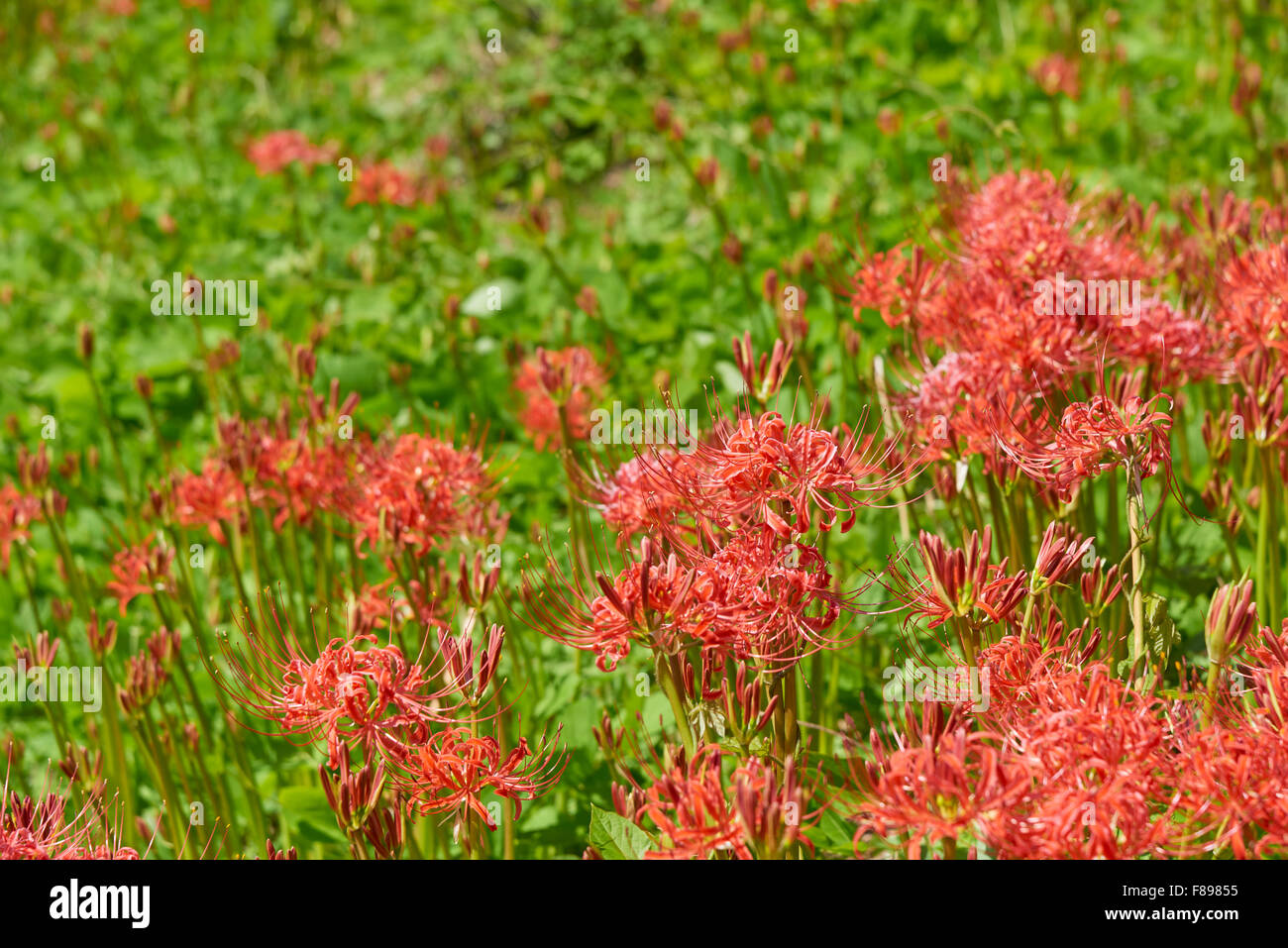Closeup of Lycoris radiata. It also known as red spider lily, red magic lily or cluster-amaryllis. Stock Photo
