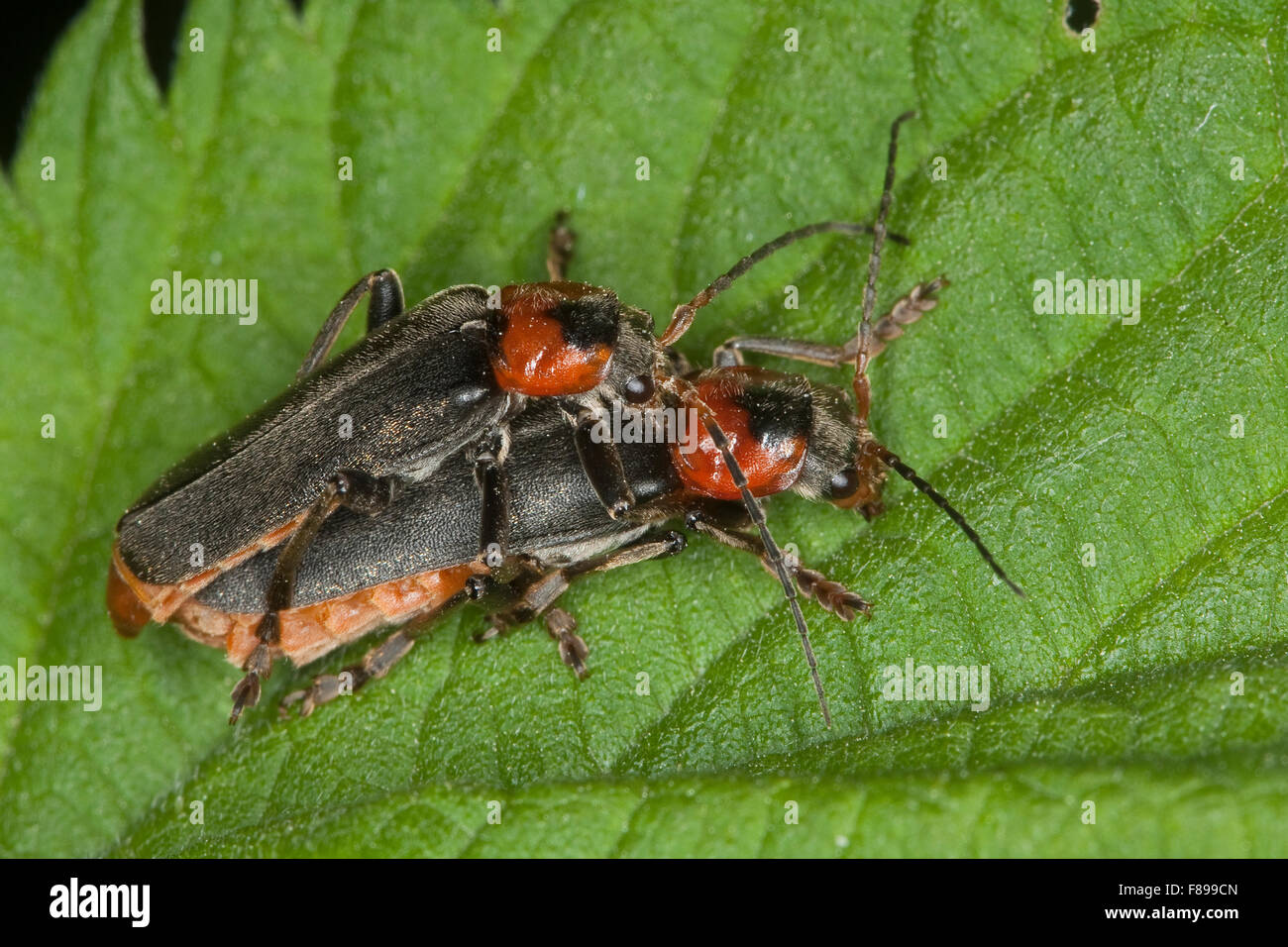 Common cantharid, common soldier beetle, pairing, Soldatenkäfer, Soldaten-Käfer, Gemeiner Weichkäfer, Paarung, Cantharis fusca Stock Photo