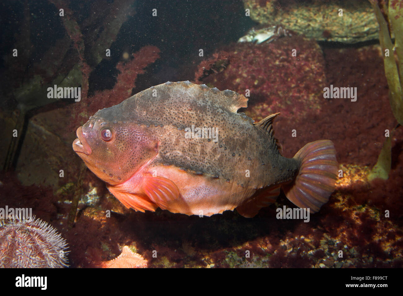 Lumpsucker, lumpfish, hen-fish, henfish, sea hen, male, Seehase, See-Hase, Lump, Lumpfisch, Männchen, Cyclopterus lumpus Stock Photo