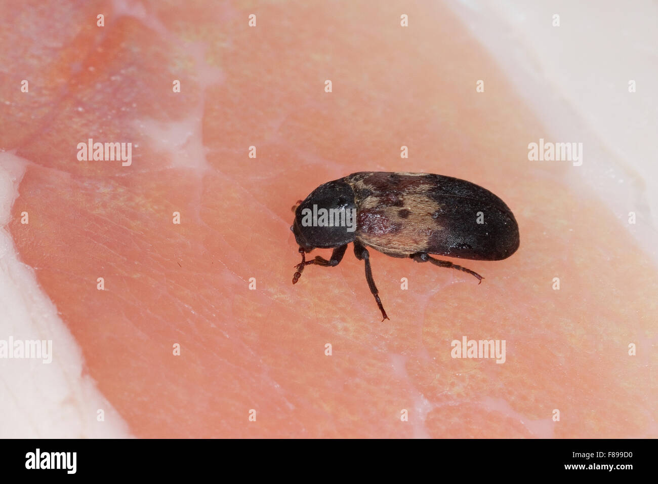 Common larder beetle, bacon beetle, Gemeiner Speckkäfer, Dermestes lardarius, Vorratsschädling auf Schinken, Dermestidae Stock Photo