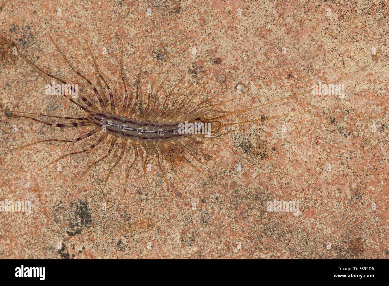 House centipede, Spinnenläufer, Spinnenassel, Spinnen-Läufer, Spinnen-Assel, Scutigera coleoptrata, Chilopoda Stock Photo