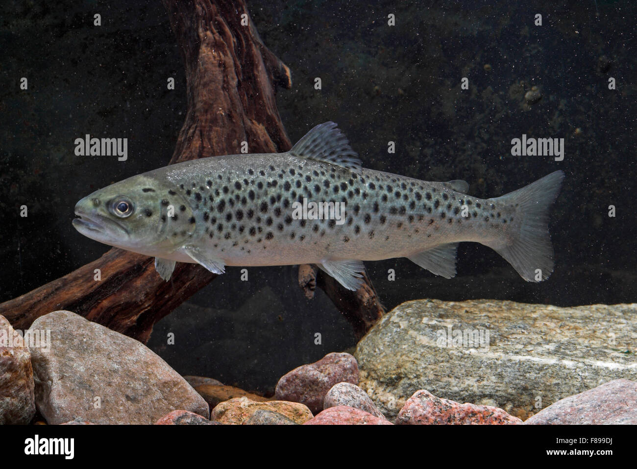 Lake trout, Seeforelle, Blauforelle, Maiforelle, See-Forelle, See - Forelle, Salmo trutta lacustris, Touladi Stock Photo