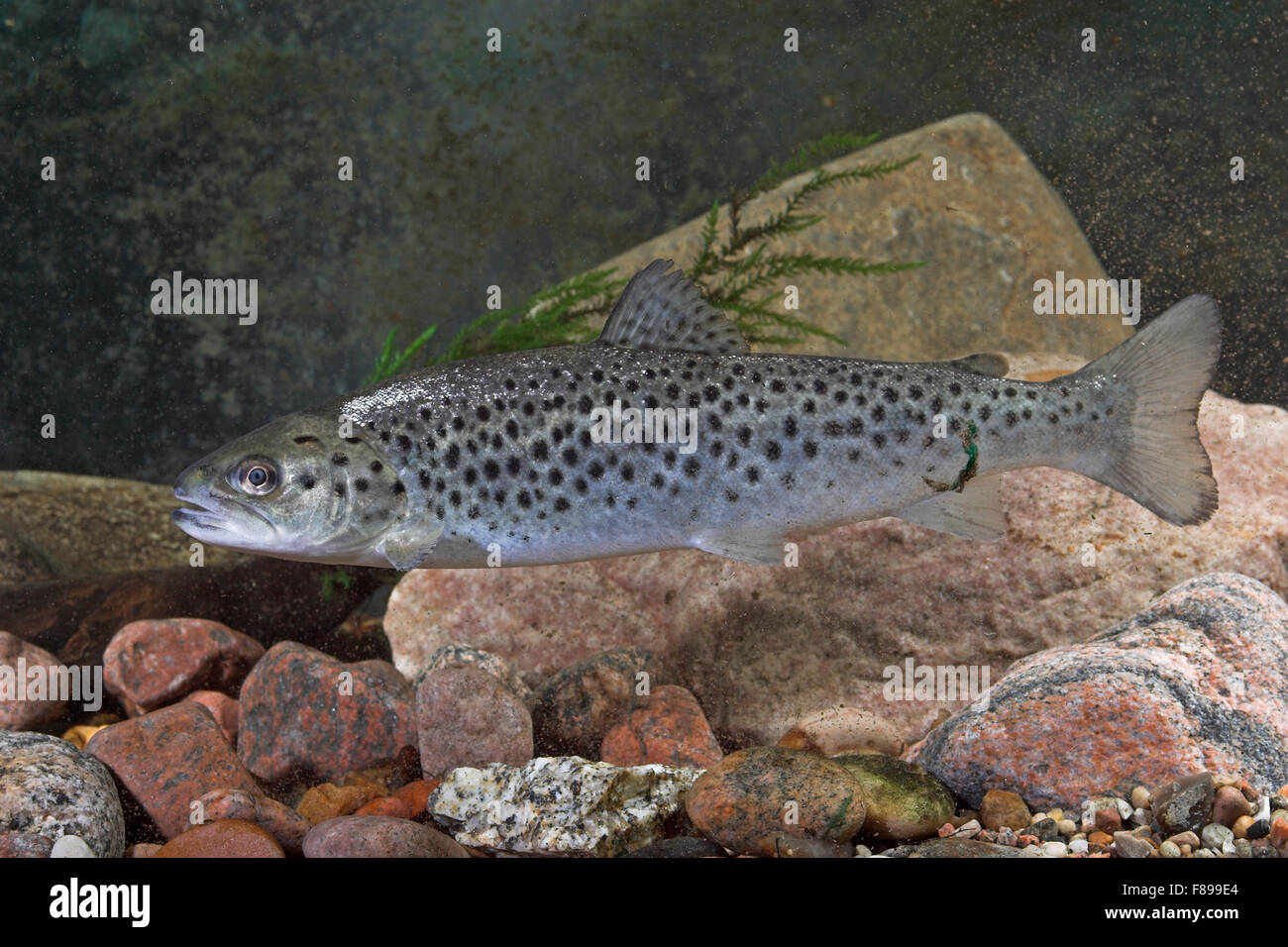 Lake trout, Seeforelle, Blauforelle, Maiforelle, See-Forelle, See - Forelle, Salmo trutta lacustris, Touladi Stock Photo
