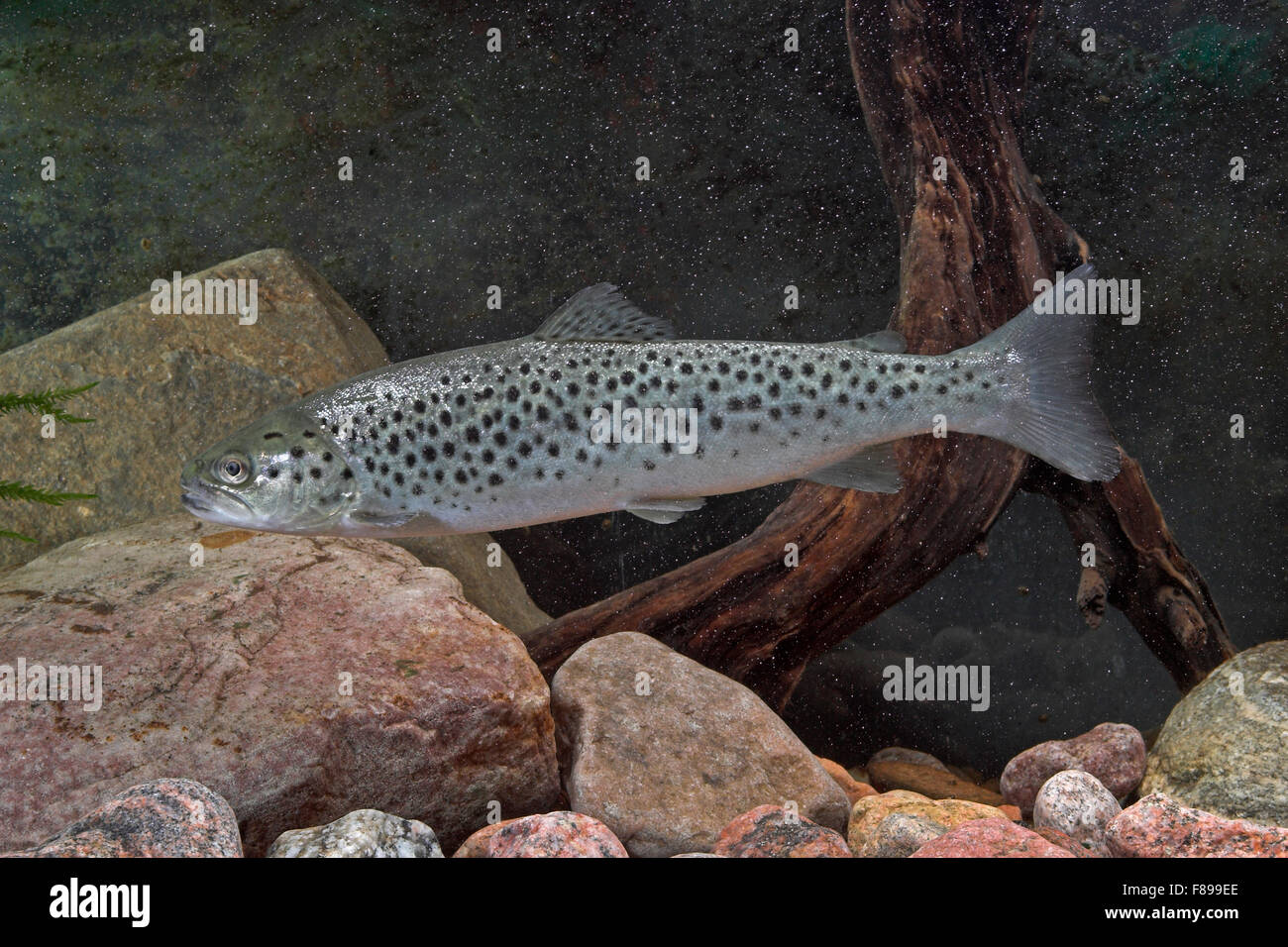 Lake trout salmo trutta lacustris hi-res stock photography and images -  Alamy