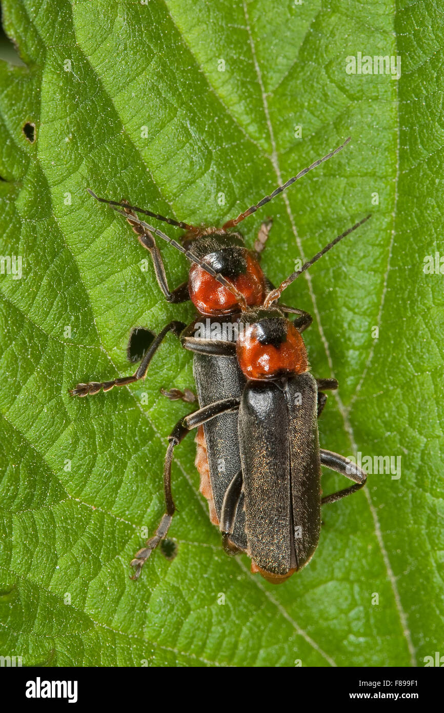 Common cantharid, common soldier beetle, pairing, Soldatenkäfer, Soldaten-Käfer, Gemeiner Weichkäfer, Paarung, Cantharis fusca Stock Photo