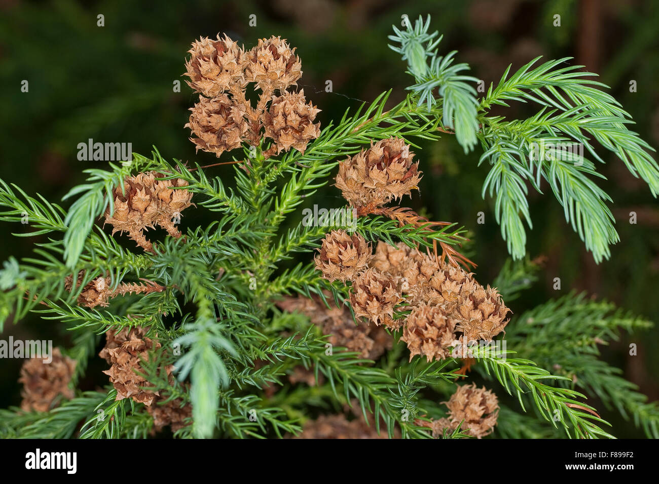 Japanese Cedar, Japanische Sicheltanne, Sichel-Tanne, Japanische Zeder, Sugi, Cryptomeria japonica, Cupressus japonica Stock Photo