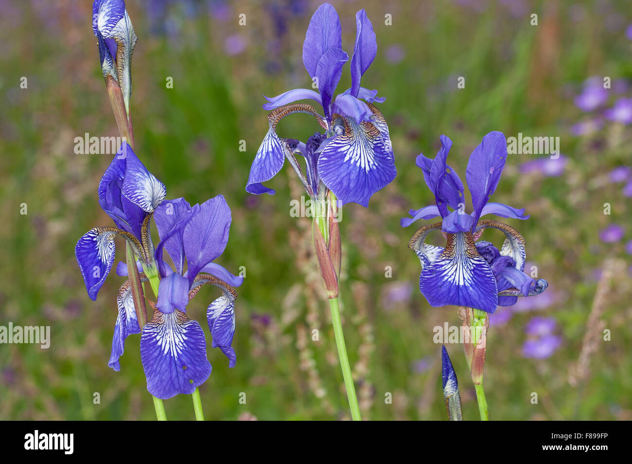 Siberian Iris, Siberian flag, Sibirische Schwertlilie, Wiesen-Schwertlilie, Wiesen-Iris, Wieseniris, Iris sibirica Stock Photo