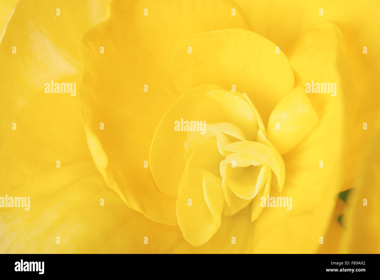 macro image of yellow color begonia flower Stock Photo