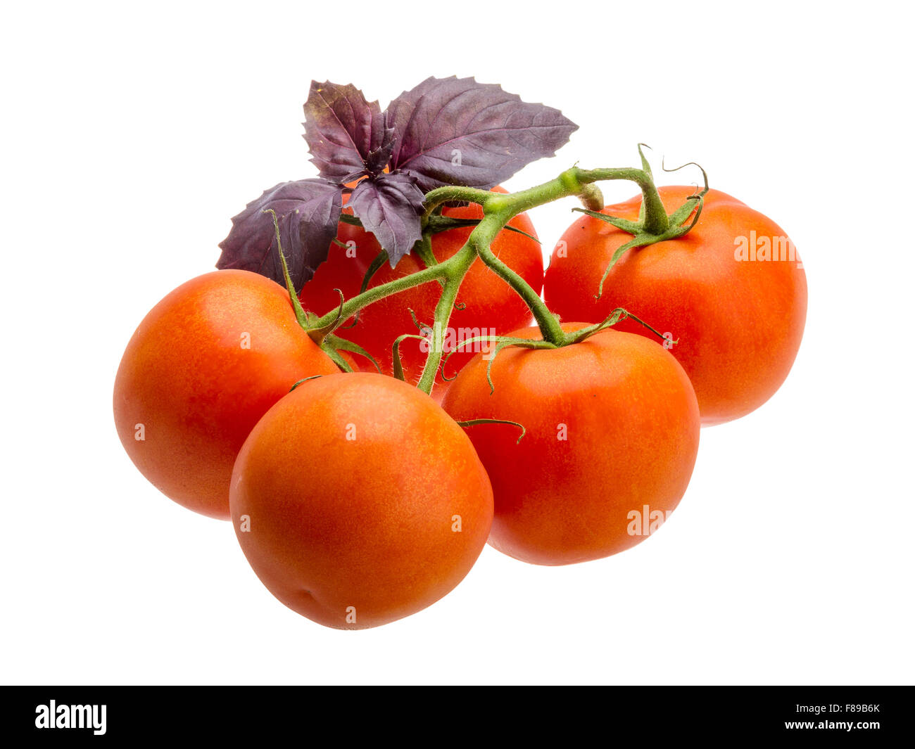 Ripe red Tomatoes on the branch Stock Photo - Alamy