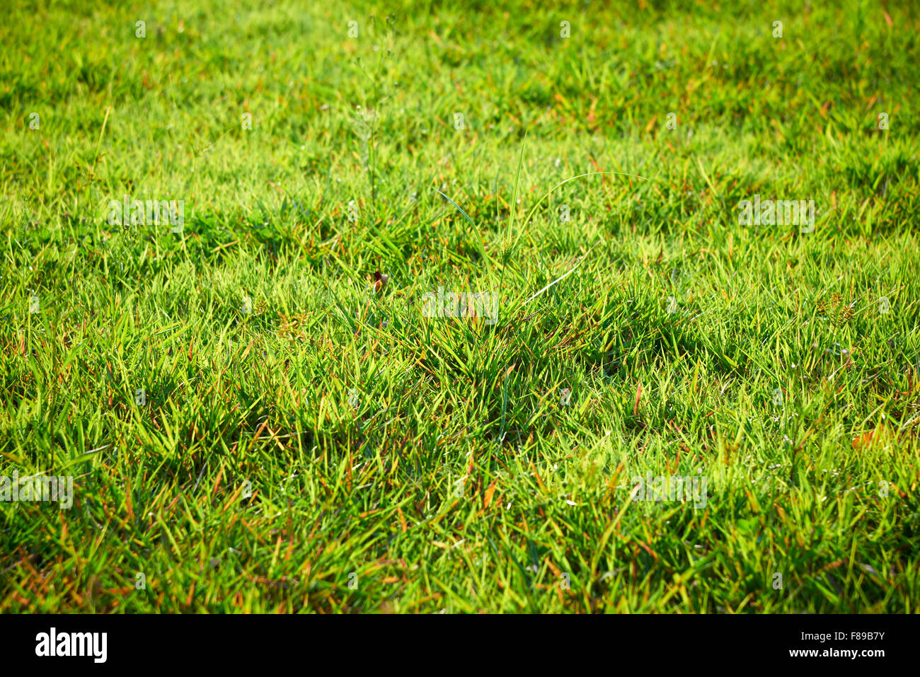 closeup of grass with warm back light Stock Photo