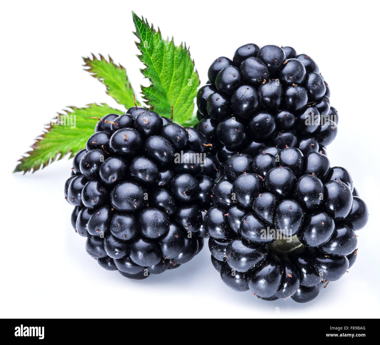 Bramble or brambleberry stock image. Image of tangled - 128721473