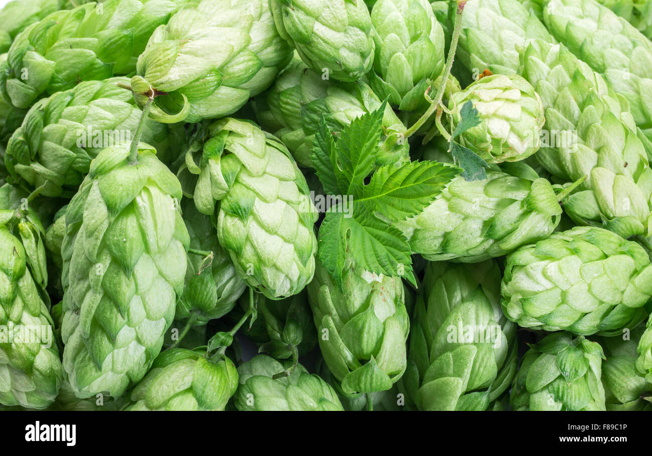 Green hop cones -  ingredient in the beer production. Stock Photo