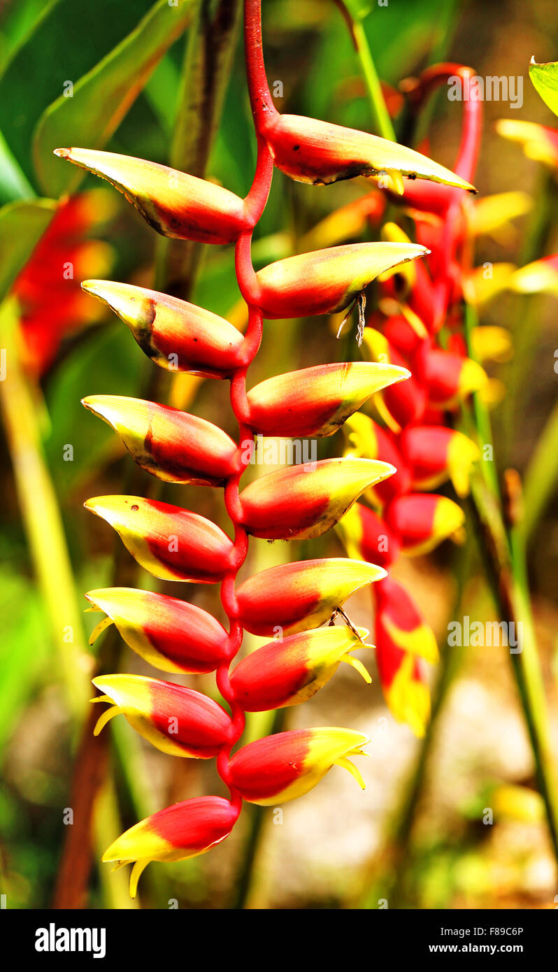 Beautiful tropical flower from Thailand photographed close up Stock Photo