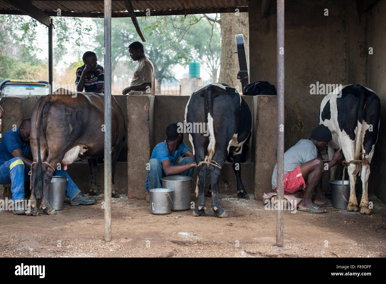 ZAMBIA, Monze, cooperative Monze Dairy Farmers, cow milking at milk cow