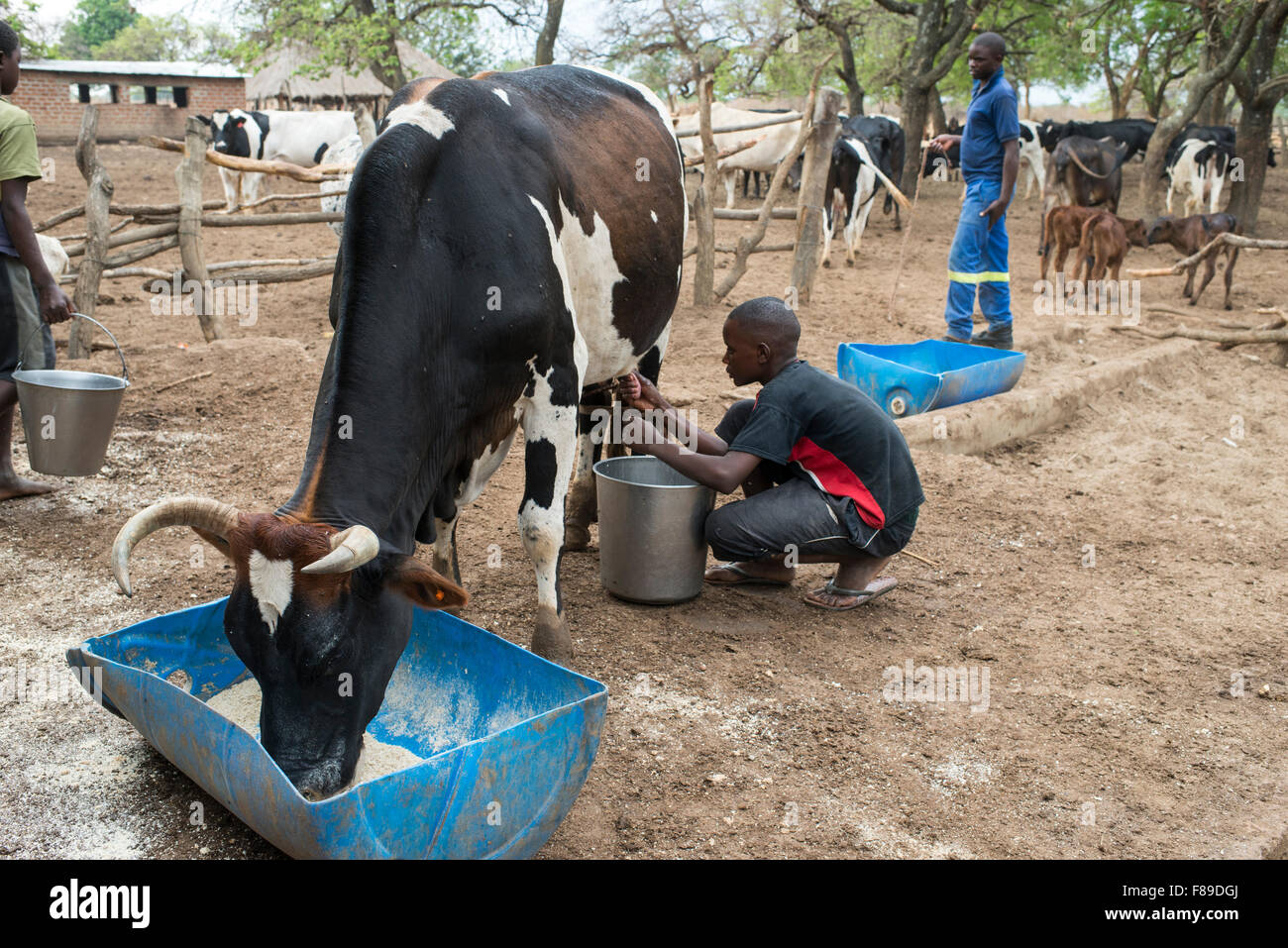 ZAMBIA, Monze, cooperative Monze Dairy Farmers, cow milking at milk cow