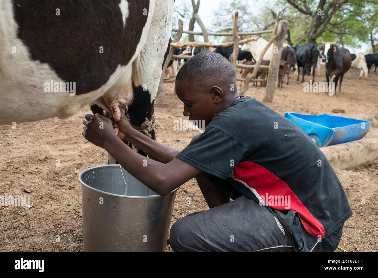 ZAMBIA, Monze, cooperative Monze Dairy Farmers, cow milking at milk cow