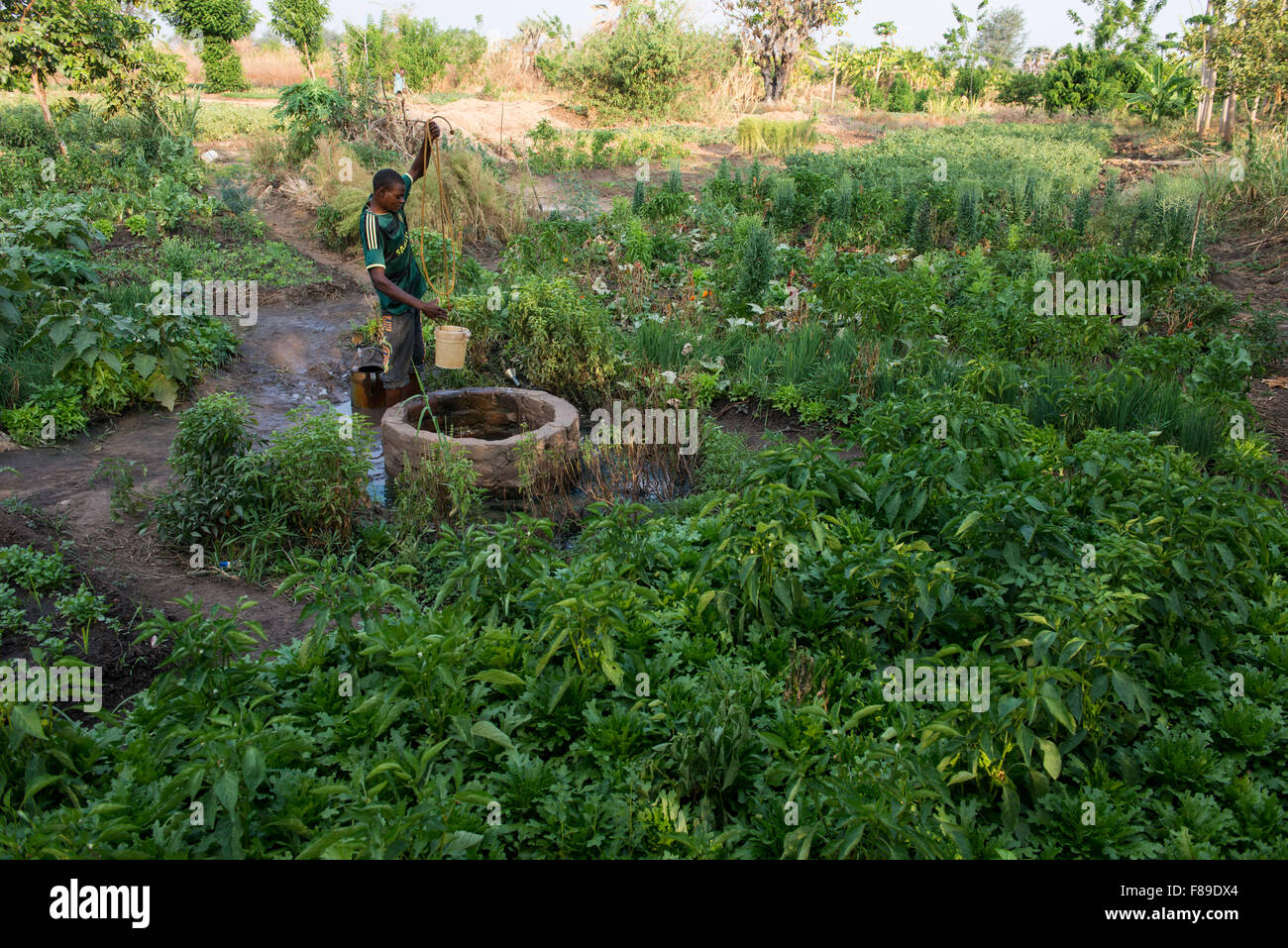 ZAMBIA, Chipata, smallscale farmer irrigates vegetable farm with water