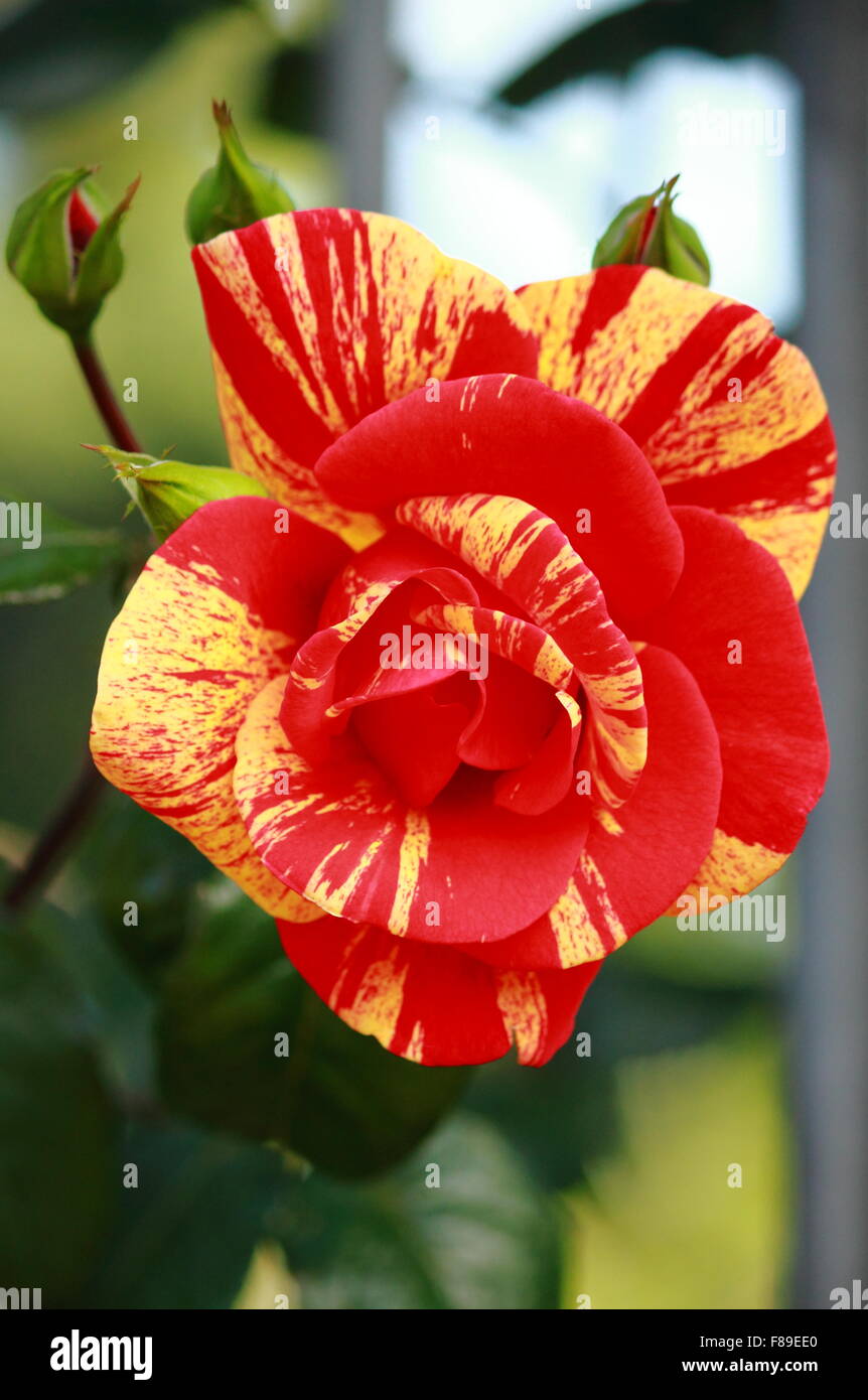 Yellow rose with orange tips hi-res stock photography and images - Alamy