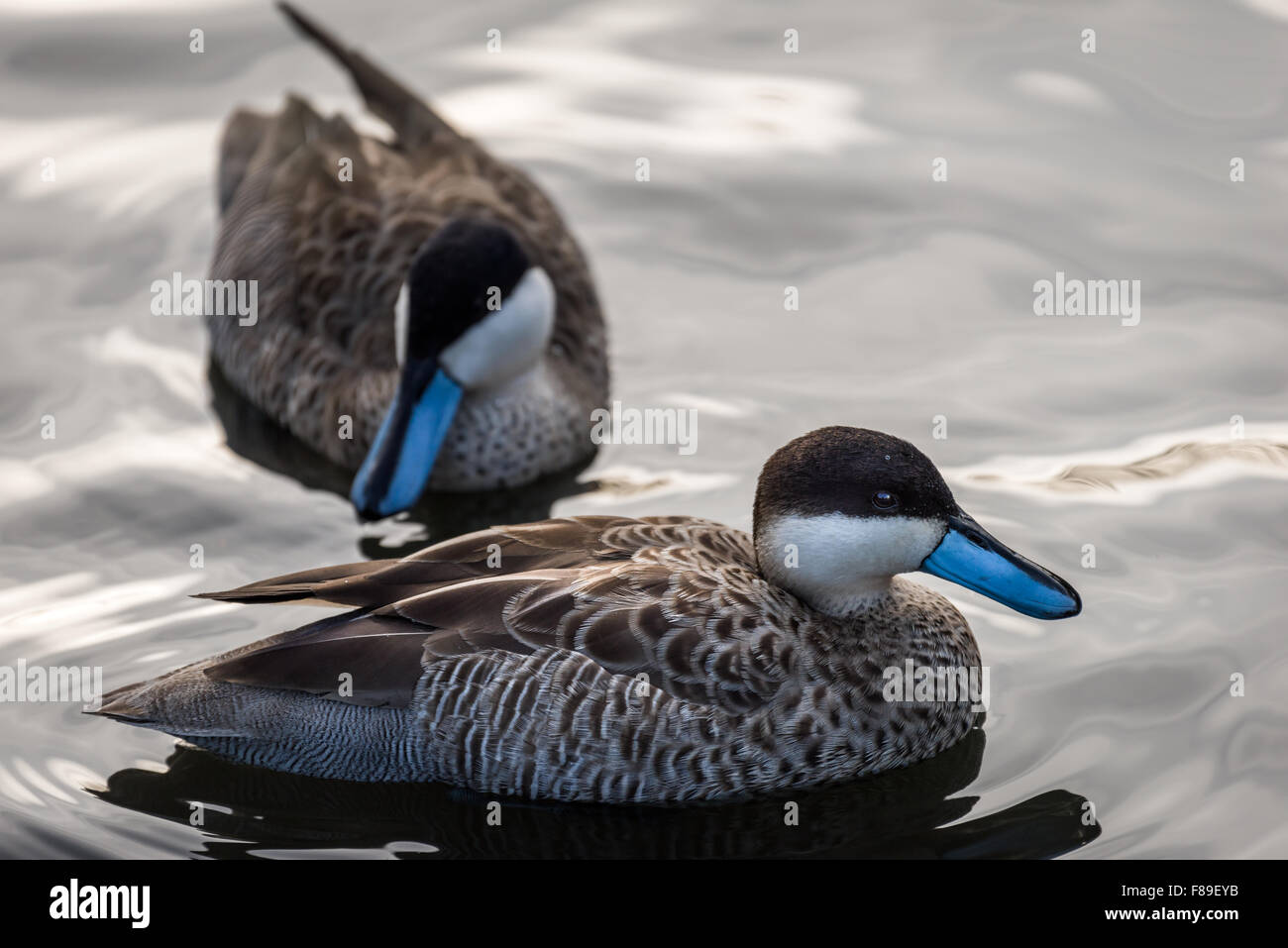 Slimbridge Wildfowl Stock Photo