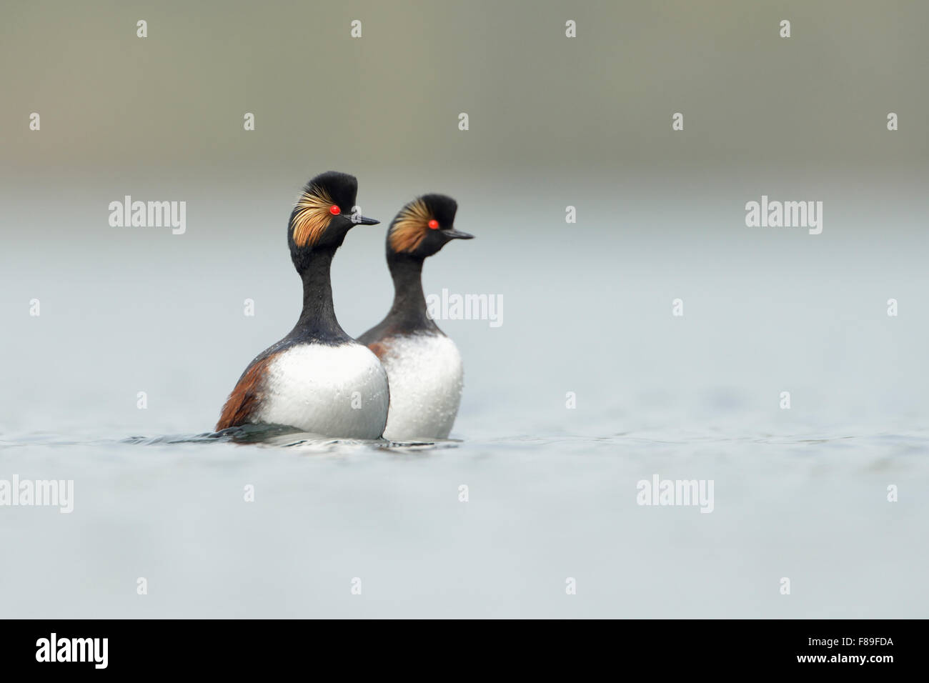 Black-necked Grebes / Eared Grebes ( Podiceps nigricollis ) while parallel dancing, courtship behavior, mating display. Stock Photo