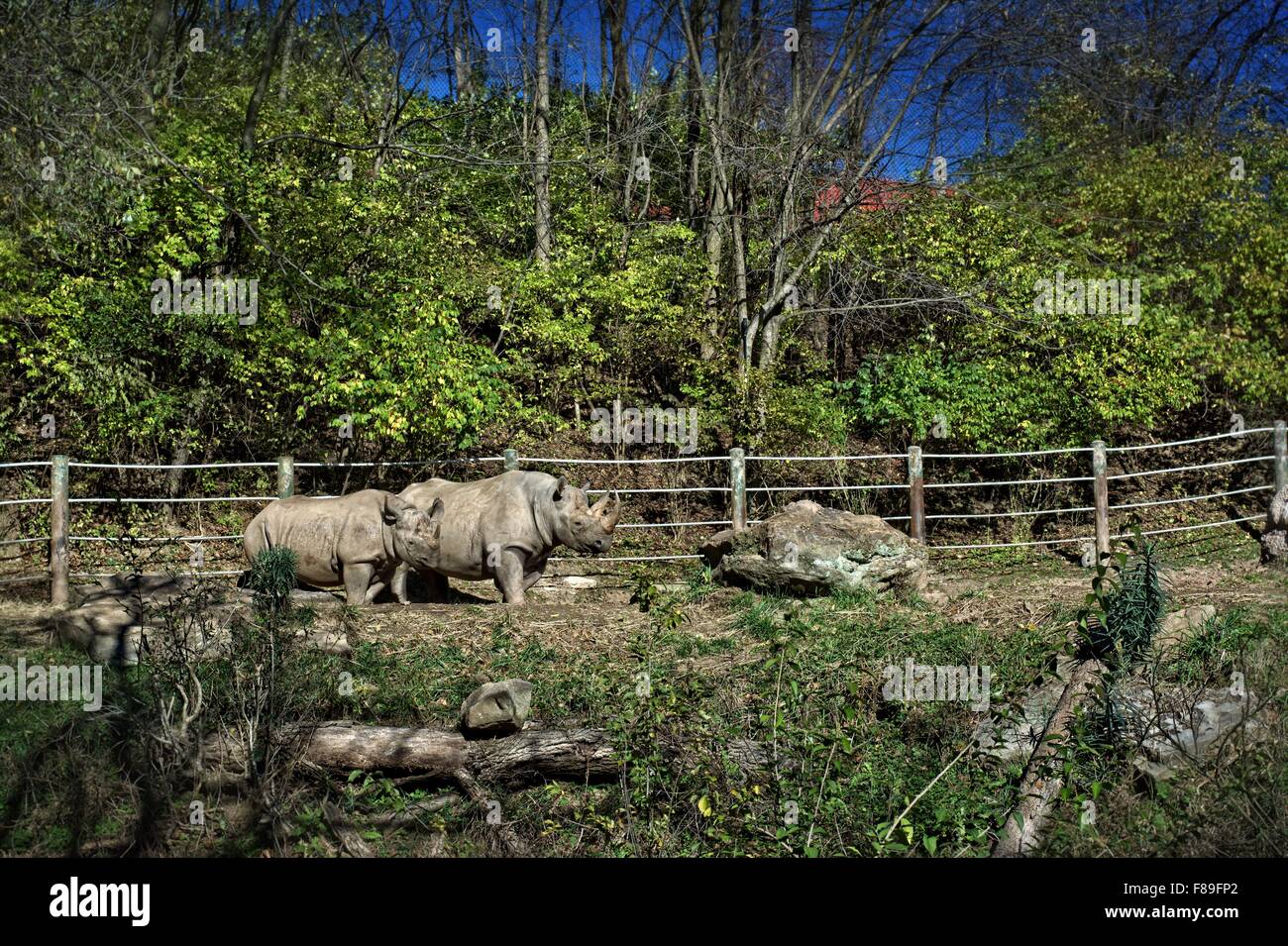 Rhinoceros at Pittsburgh Zoo, Pittsburgh, PA Stock Photo - Alamy