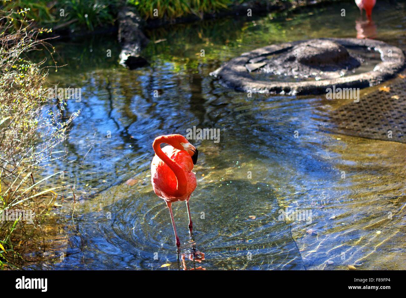 Flamingo at Pittsburgh Zoo, Pittsburgh, PA Stock Photo - Alamy