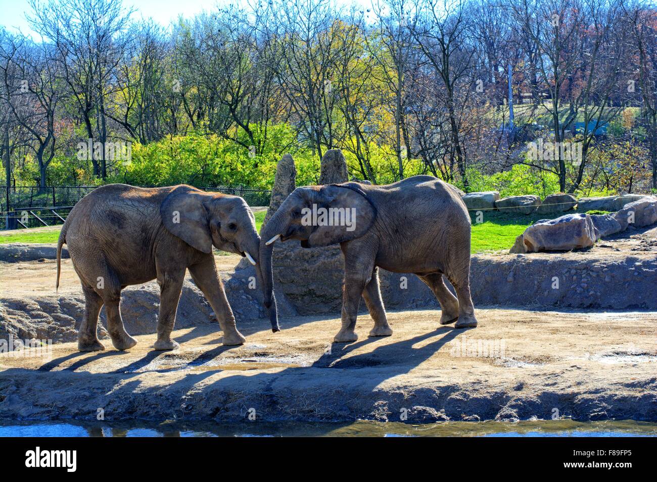 Elephants at Pittsburgh Zoo, Pittsburgh, PA Stock Photo - Alamy