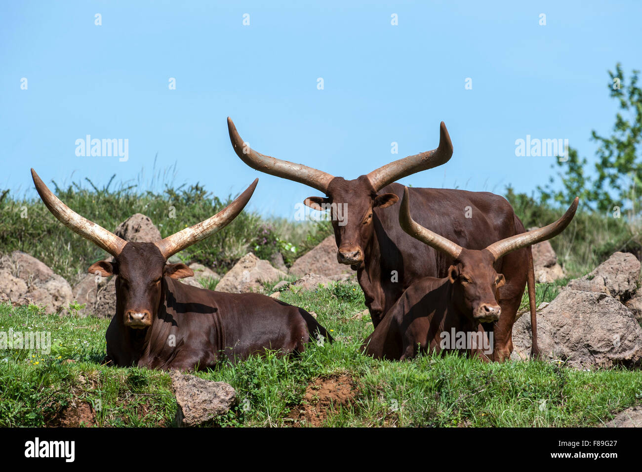 Herd of Watusi / Ankole-Watusi / Ankole longhorn (Bos taurus) cows with distinctive horns, breed of Sanga cattle Stock Photo