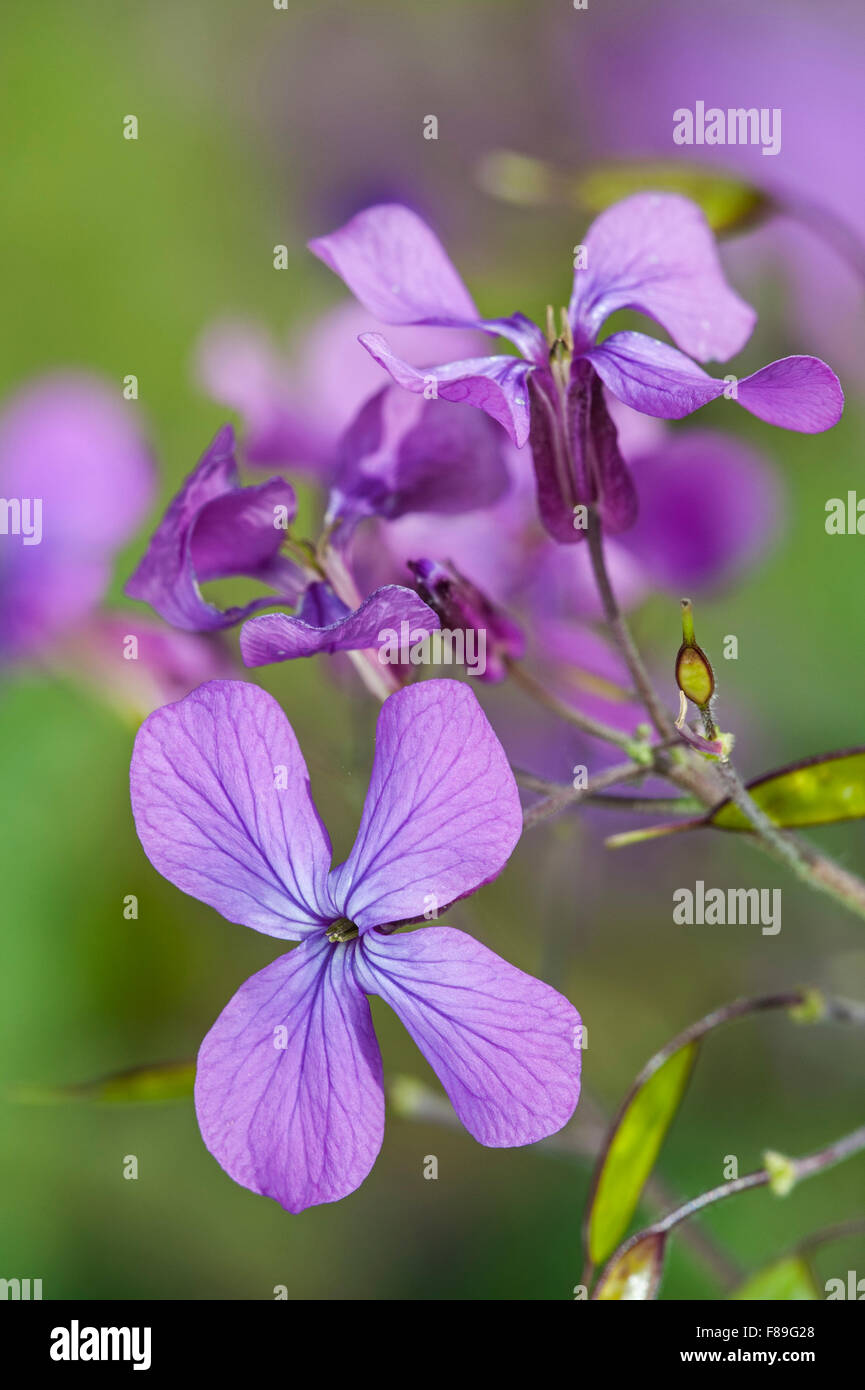 Annual honesty (Lunaria annua) in flower Stock Photo