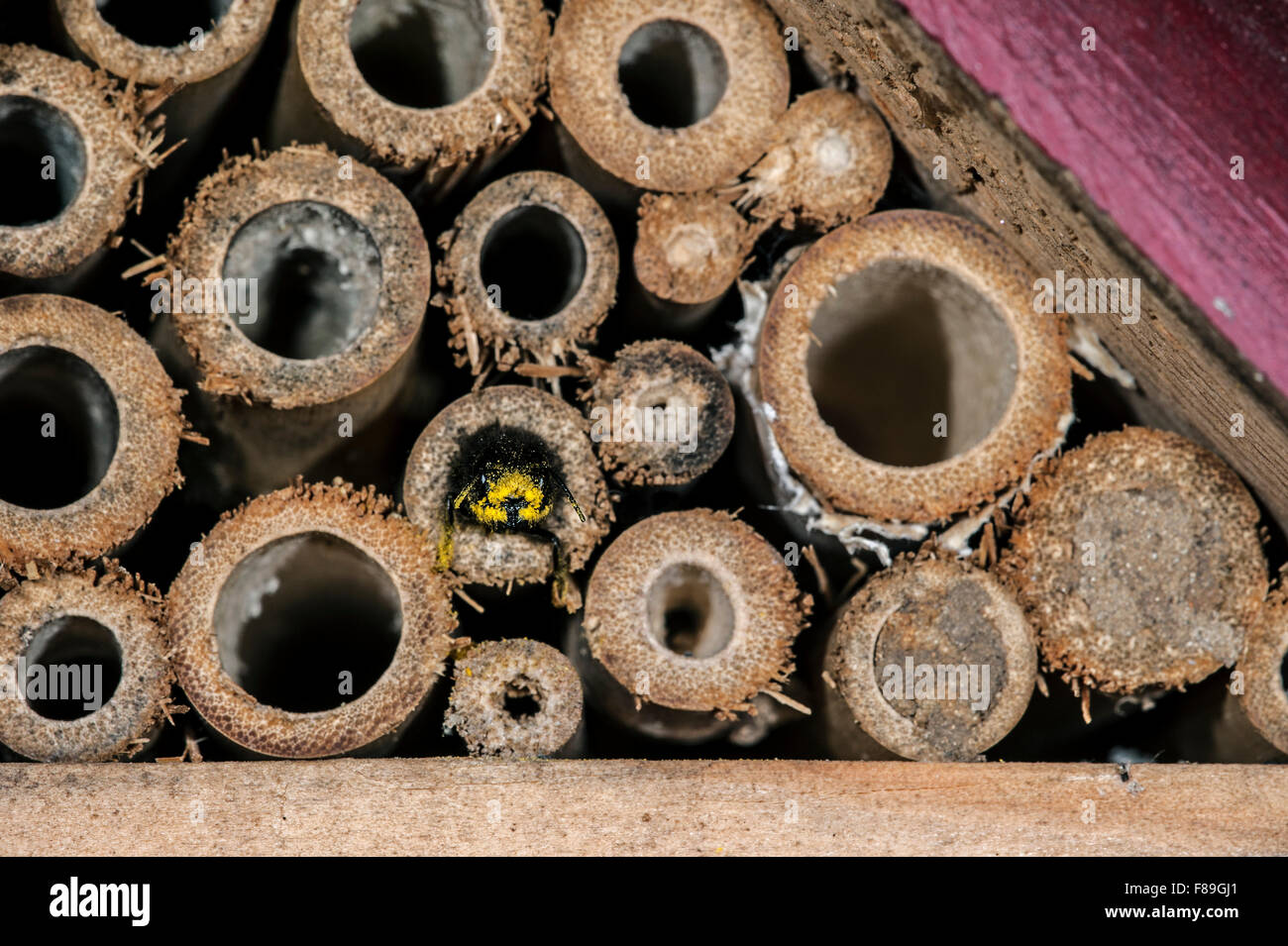 Mason bee / builder bee Osmia cornuta - laden with pollen and nectar - entering backwards in nest in hollow stem at insect hotel Stock Photo