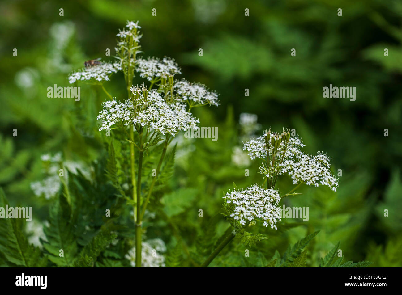 Sweet cicely (Myrrhis odorata / Scandix odorata) in flower Stock Photo