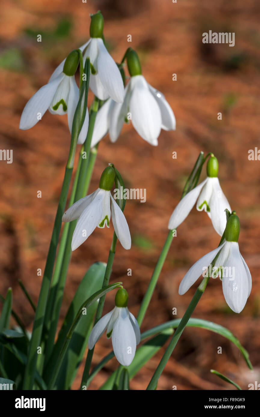 Common snowdrops (Galanthus nivalis) in flower in forest in spring Stock Photo