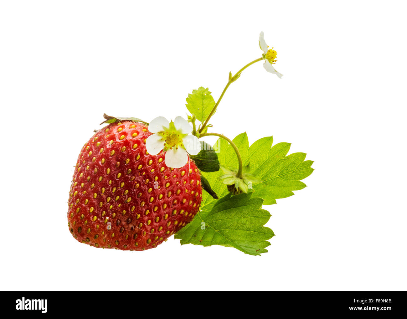 Ripe strawberry with leaves and flower Stock Photo - Alamy