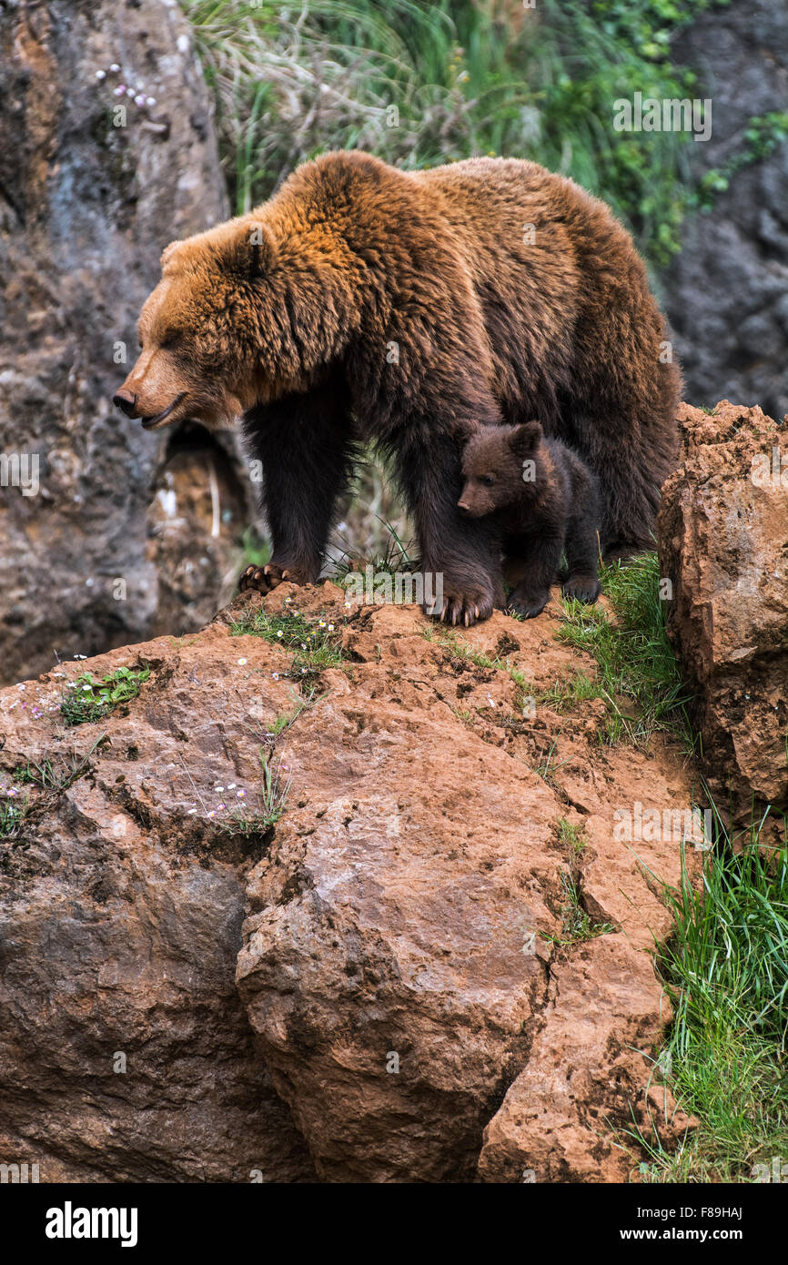 Eurasian brown bear (Ursus arctos arctos) female with cub in rock face ...